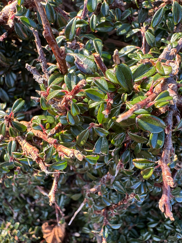 Cotoneaster integrifolius, photograph 3