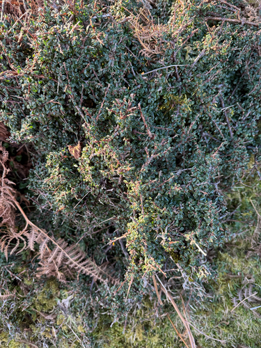 Cotoneaster integrifolius, photograph 2