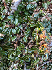 (c) Rosy Thomson, some rights reserved (CC BY) Cotoneaster integrifolius, photograph (c) Rosy Thomson, some rights reserved (CC BY)