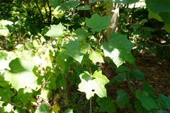 Alangium platanifolium