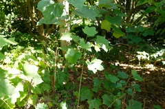 Alangium platanifolium