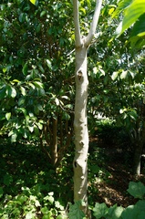 Alangium platanifolium