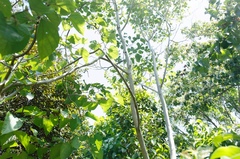 Alangium platanifolium