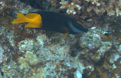 Siganus uspi