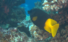 Siganus uspi