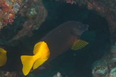 Siganus uspi
