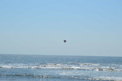 Pelecanus occidentalis