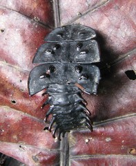 Platerodrilus ruficollis