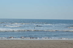 Pelecanus occidentalis