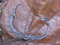 Pareas margaritophorus