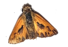 Hylephila phyleus