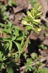 Corydalis cava marschalliana