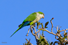 Myiopsitta monachus