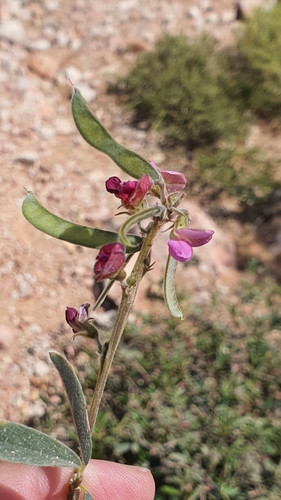 Tephrosia apollinea