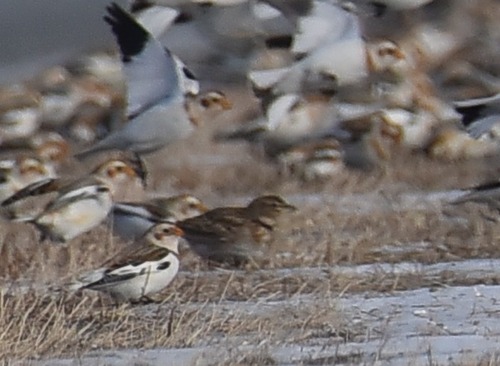 Calandra Lark (Melanocorypha calandra), photo 4