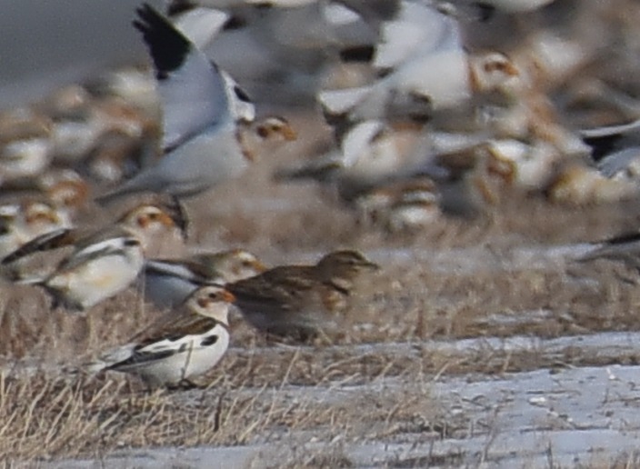 Calandra Lark (Melanocorypha calandra), photo 5