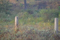 Tyrannus melancholicus