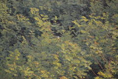 Tyrannus melancholicus