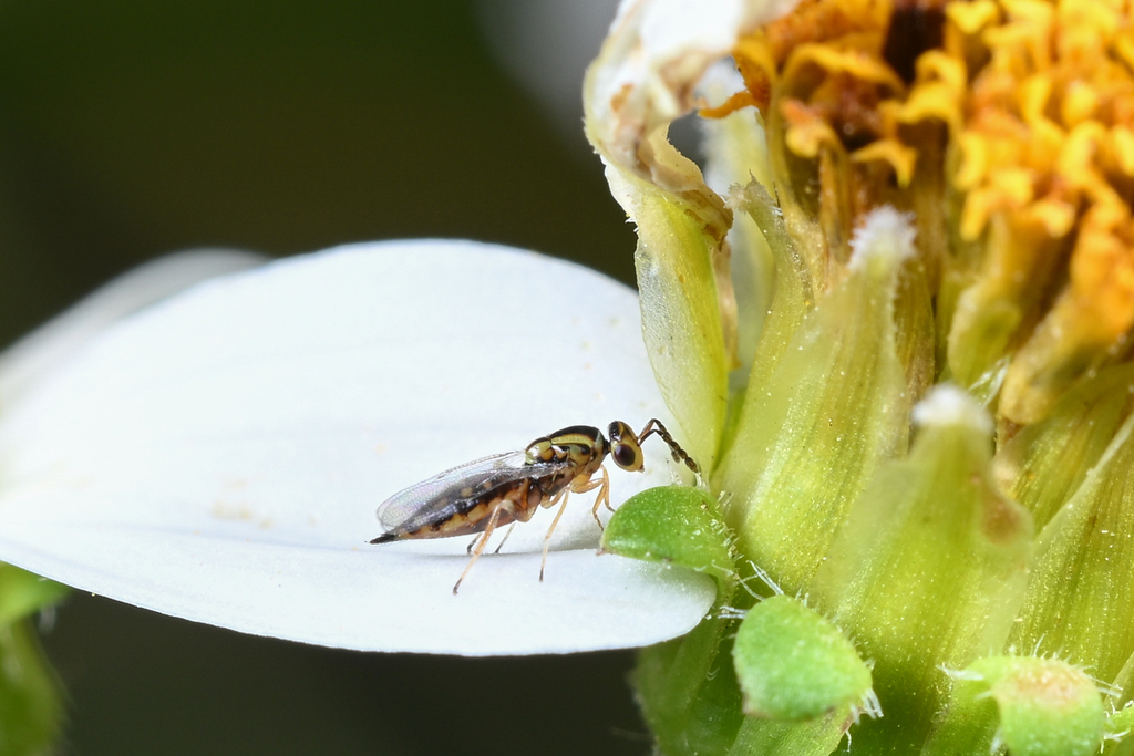 Aprostocetus maculosus