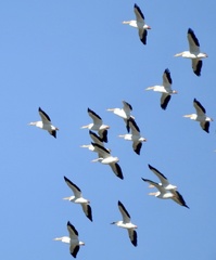Pelecanus erythrorhynchos