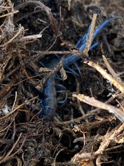 Scolopendra aztecorum