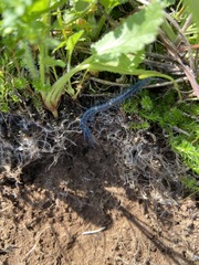 Scolopendra aztecorum