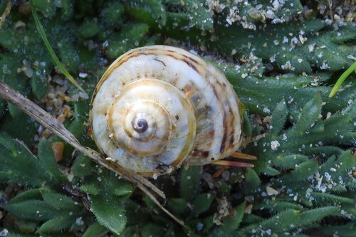 Theba pisana