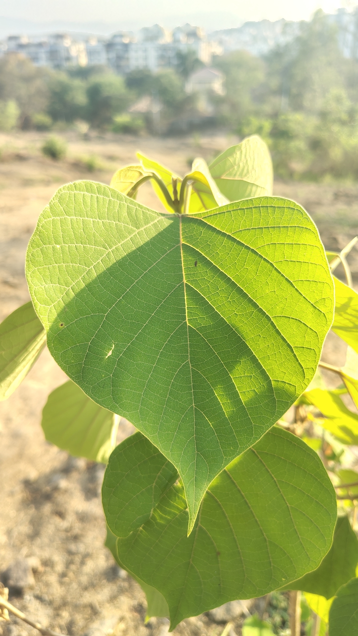 Gumhar (Gmelina arborea)