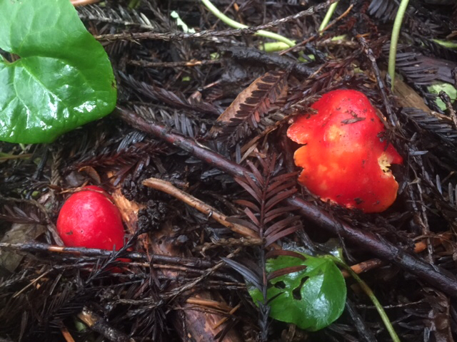 Hygrocybe laetissima image