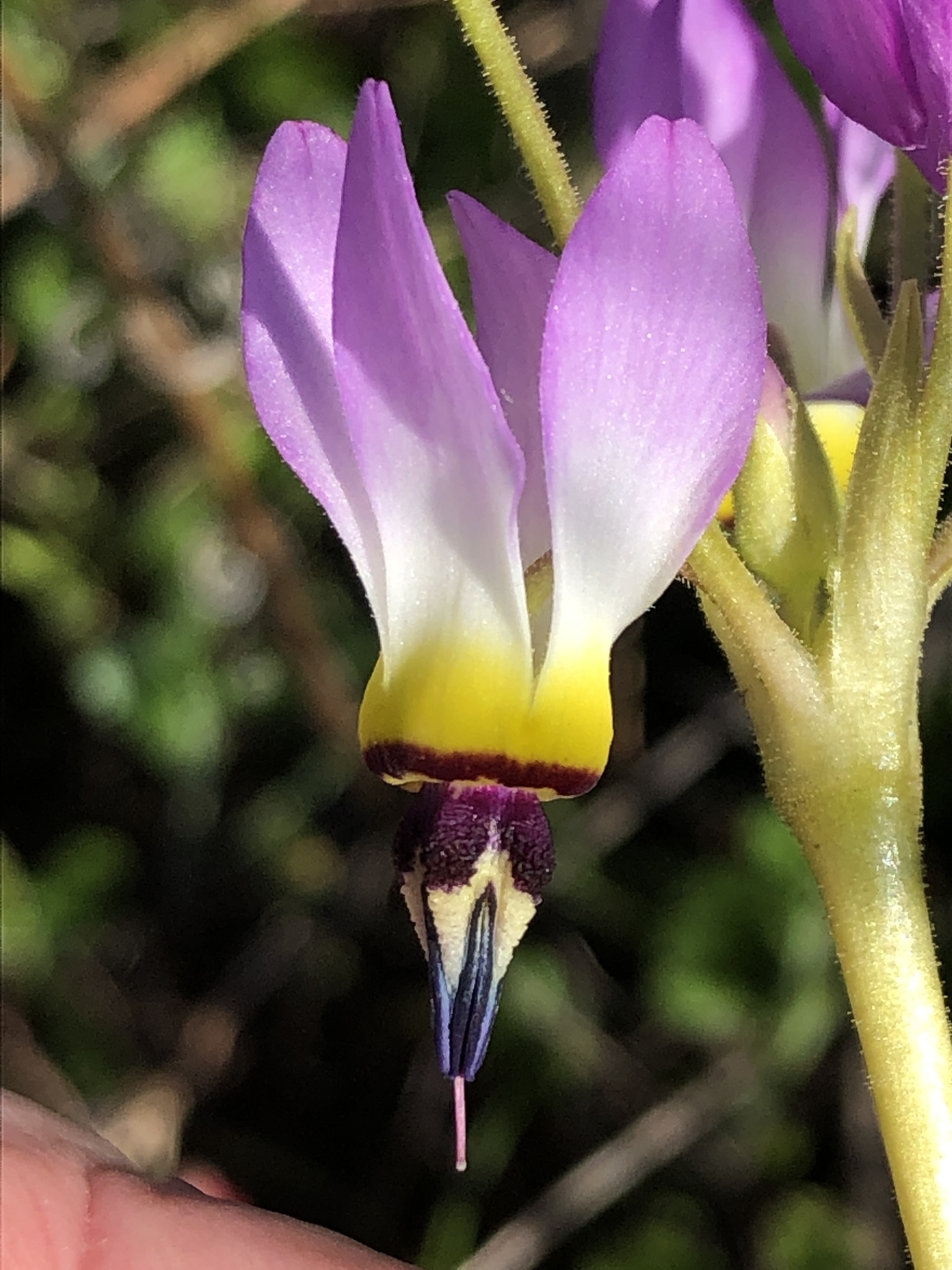 Primula clevelandii