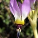 Primula clevelandii - Photo (c) jrebman, algunos derechos reservados (CC BY-NC), subido por jrebman