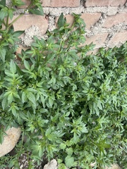 Solanum radicans, photograph Elliot Greiner, CC BY, iNaturalist via GBIF