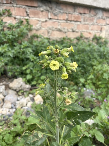 Nicotiana rustica, photograph 6
