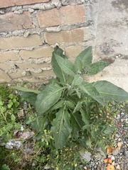 Nicotiana rustica, photograph (c) Elliot Greiner, some rights reserved (CC BY)