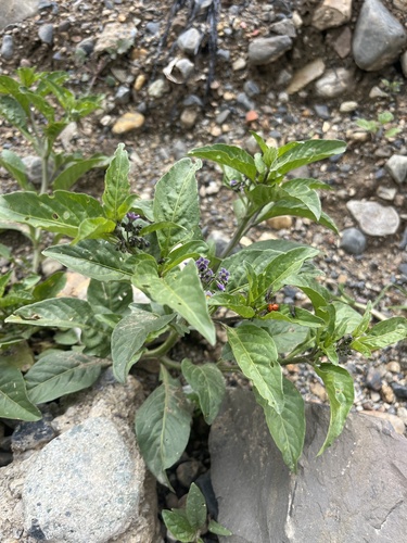 Solanum corymbosum