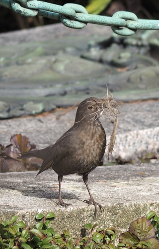 Amsel