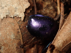 Trypocopris vernalis