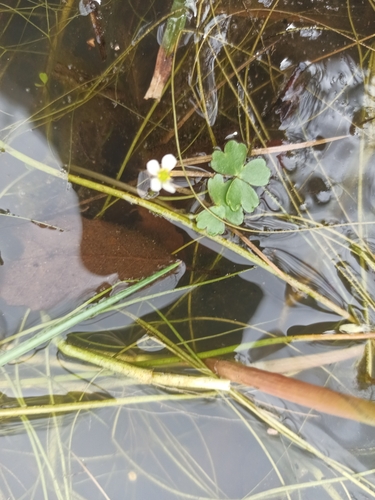 Brackish Water-crowfoot