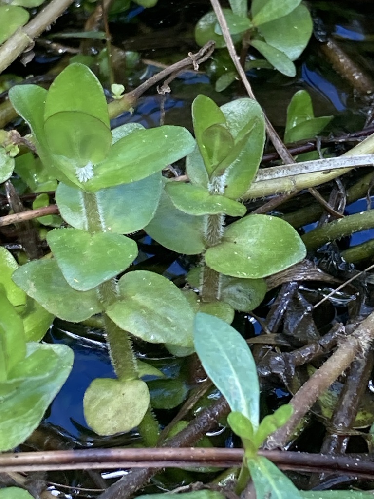 Lệ nhi – Bacopa caroliniana