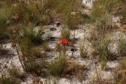 Brunsvigia marginata