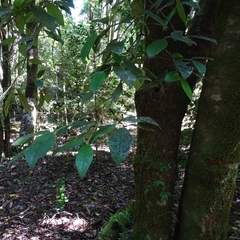 Laureliopsis philippiana