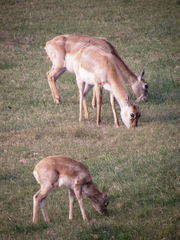 Antilope cervicapra