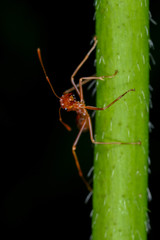 Oecophylla smaragdina