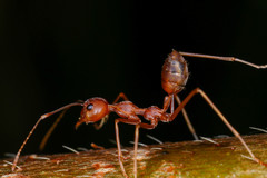 Oecophylla smaragdina