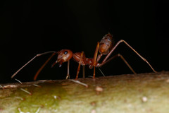 Oecophylla smaragdina