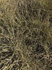 Ephedra fasciculata