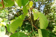 Alangium platanifolium