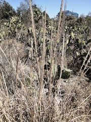 Muhlenbergia robusta
