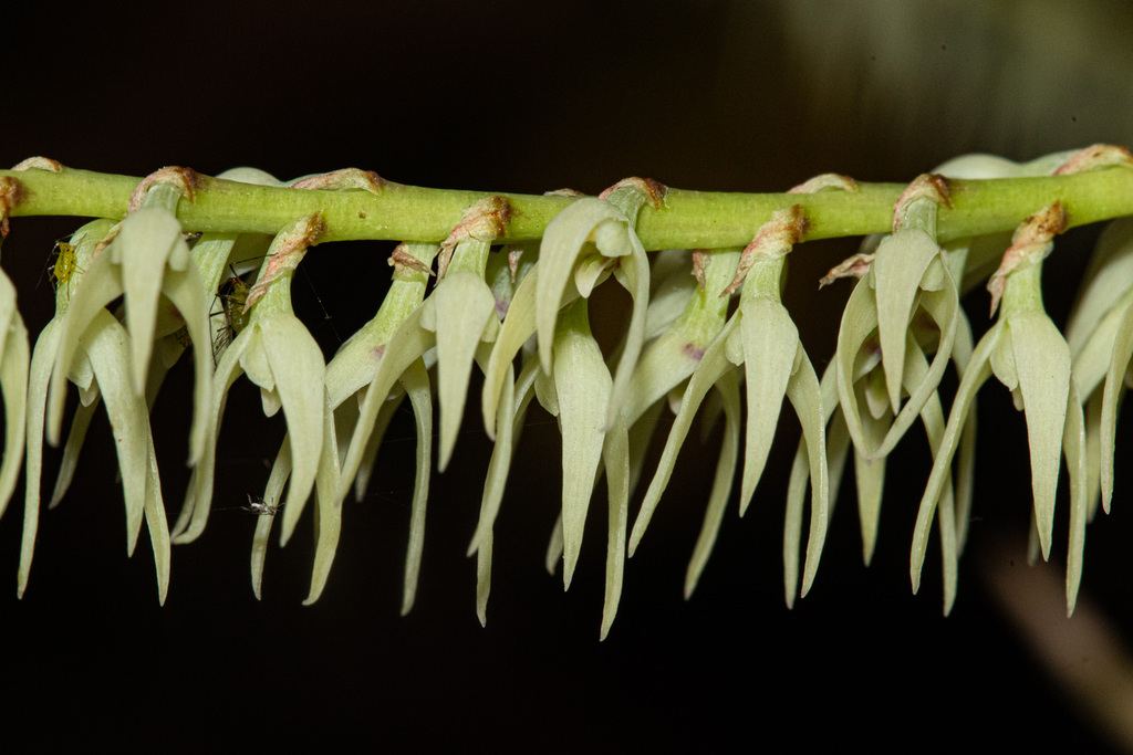 Bulbophyllum expallidum