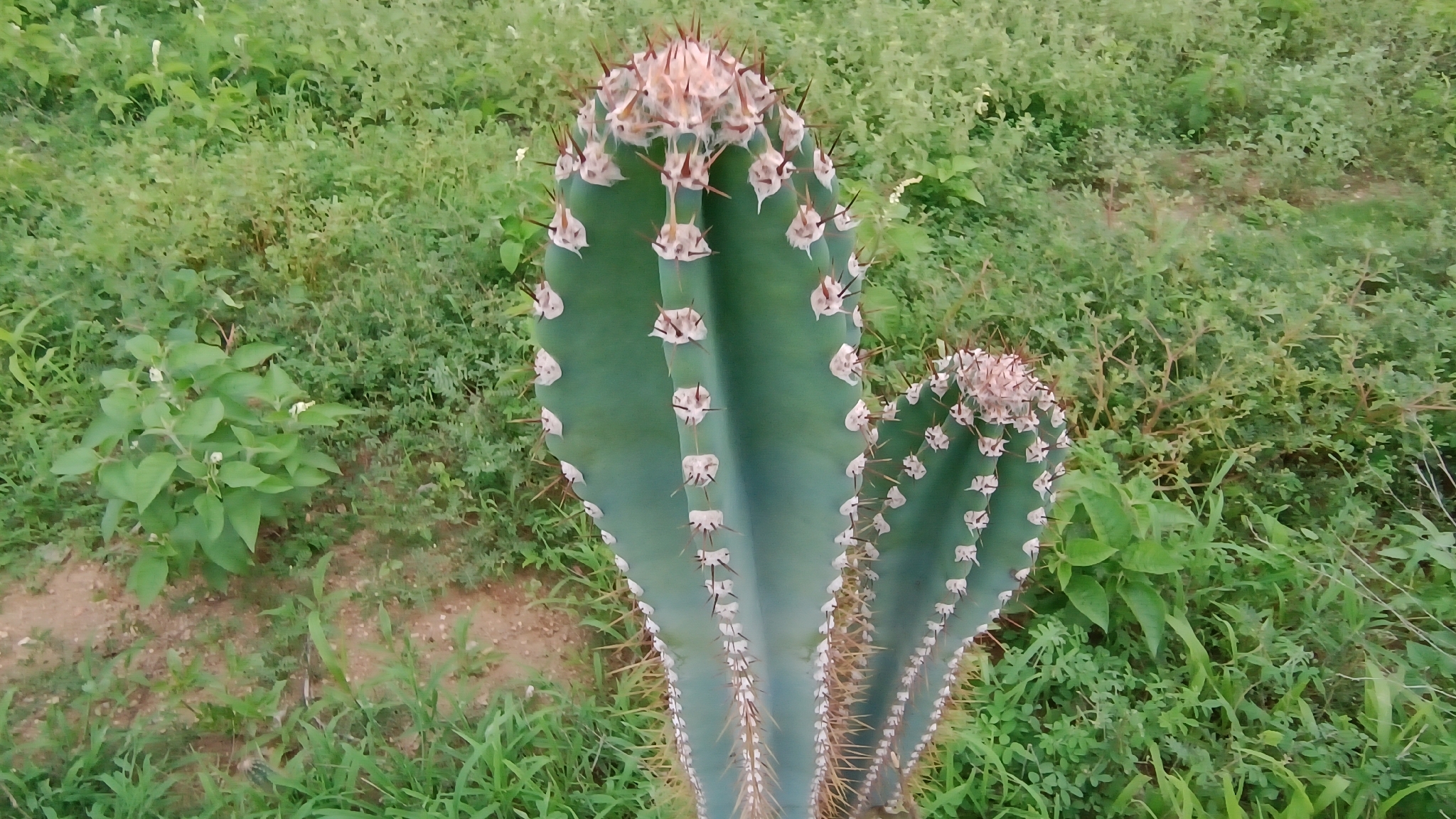 Cereus jamacaru